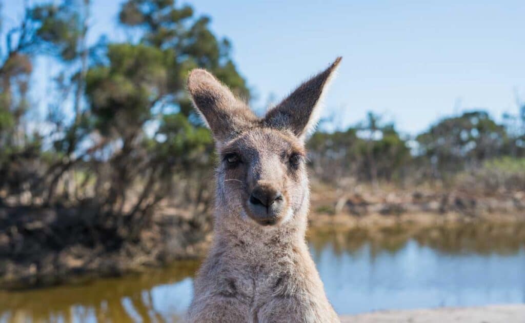 kangaroo