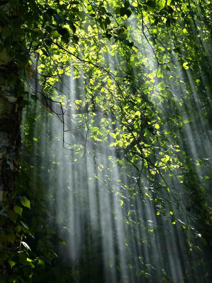 tree-with-brunch-and-green-leaves-during-sunset-70365