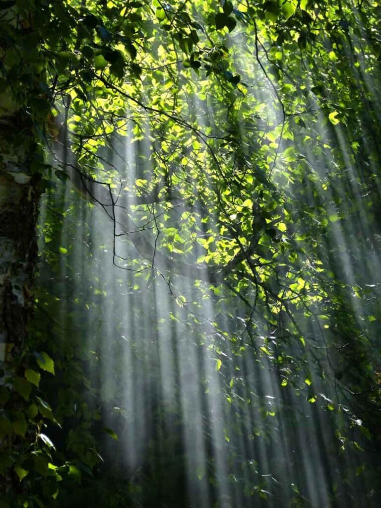 tree-with-brunch-and-green-leaves-during-sunset-70365